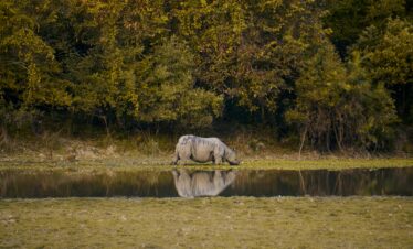 North East Tour: Exploring Meghalaya, Kaziranga, Arunachal Pradesh, and More